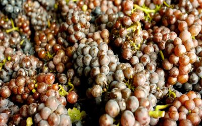 La fermentazione malolattica