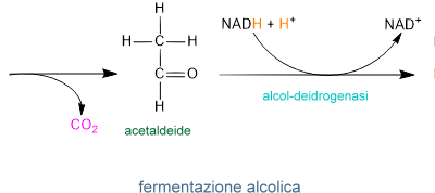 La fermentazione omolattica ed eterolattica