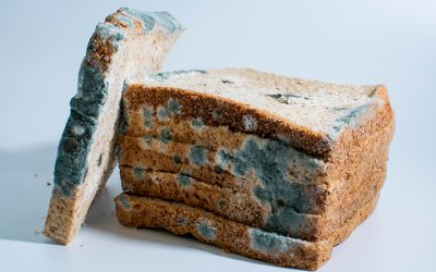 Perché il pane ammuffisce?